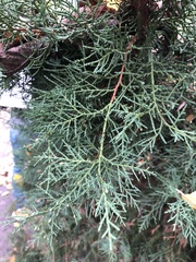Juniperus × pfitzeriana