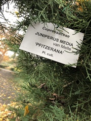 Juniperus × pfitzeriana