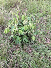 Pseudarthria hookeri