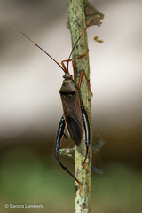 Notobitus sexguttatus