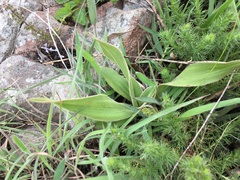 Hypoxis multiceps