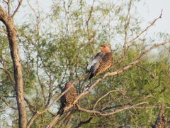 Colaptes auratus auratus