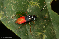 Dindymus albicornis
