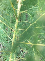Asparagus racemosus