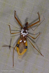 Epidaus famulus