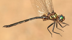 Somatochlora forcipata