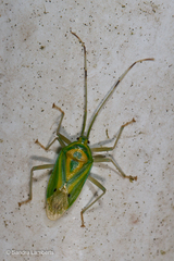 Urolabida
