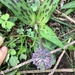 Ledebouria asperifolia - Photo 由 Alison Young 所上傳的 (c) Alison Young，保留部份權利CC BY-NC