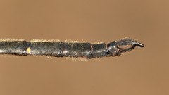 Somatochlora forcipata