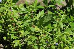 Scutellaria yezoensis