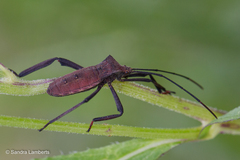 Mictis longicornis
