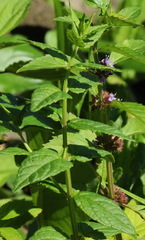 Scutellaria yezoensis