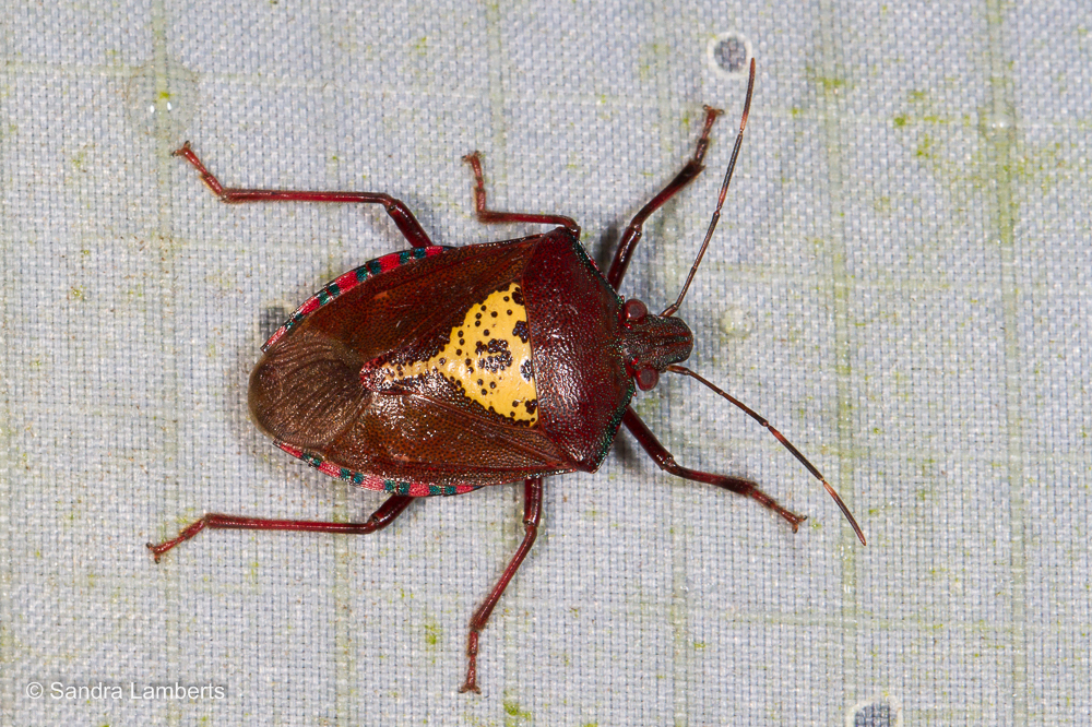 Halyomorpha scutellata