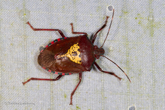 Halyomorpha scutellata
