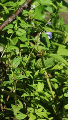 Scutellaria yezoensis