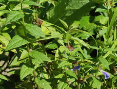 Scutellaria yezoensis