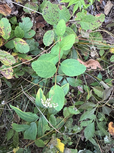 Spiraea corymbosa, photograph 6