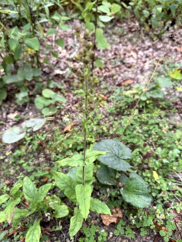 eastern gray beardtongue (Penstemon canescens)