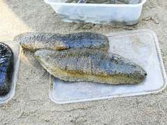 Holothuria scabra