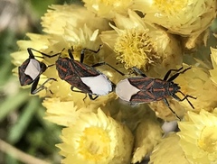 Spilostethus trilineatus