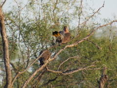 Colaptes auratus auratus