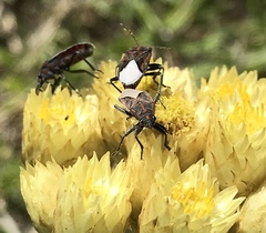 Spilostethus trilineatus