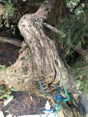 Juniperus × pfitzeriana