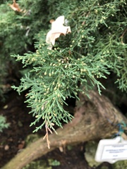 Juniperus × pfitzeriana