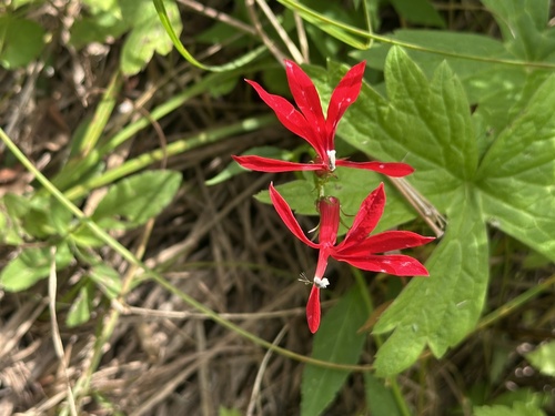 Cardinal Flower