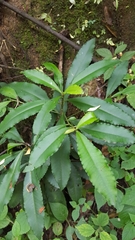 Ardisia macrocarpa