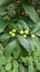 Ardisia macrocarpa