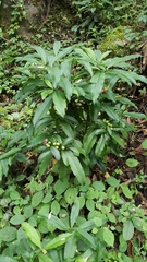 Ardisia macrocarpa