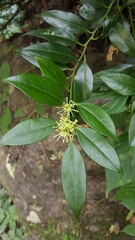 Sarcococca