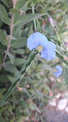 Commelina erecta