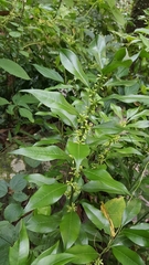 Sarcococca