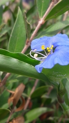 Commelina erecta