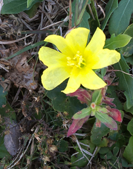 Oenothera humifusa