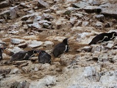 Spheniscus humboldti