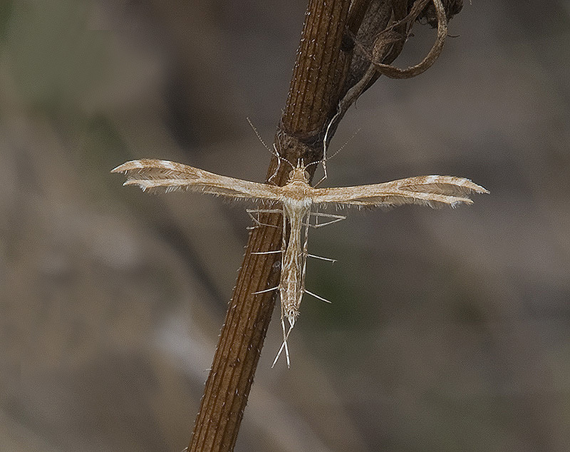 Breckland Plume Moth
