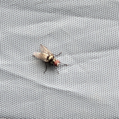 Unknown species found near City Central, Gresham, OR, USA