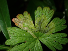 Agromyza nigrescens