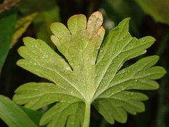Agromyza nigrescens