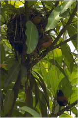 Lonchura atricapilla