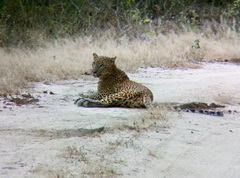 Panthera pardus kotiya