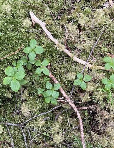 Western Bunchberry