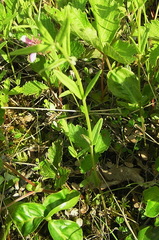 Scutellaria yezoensis