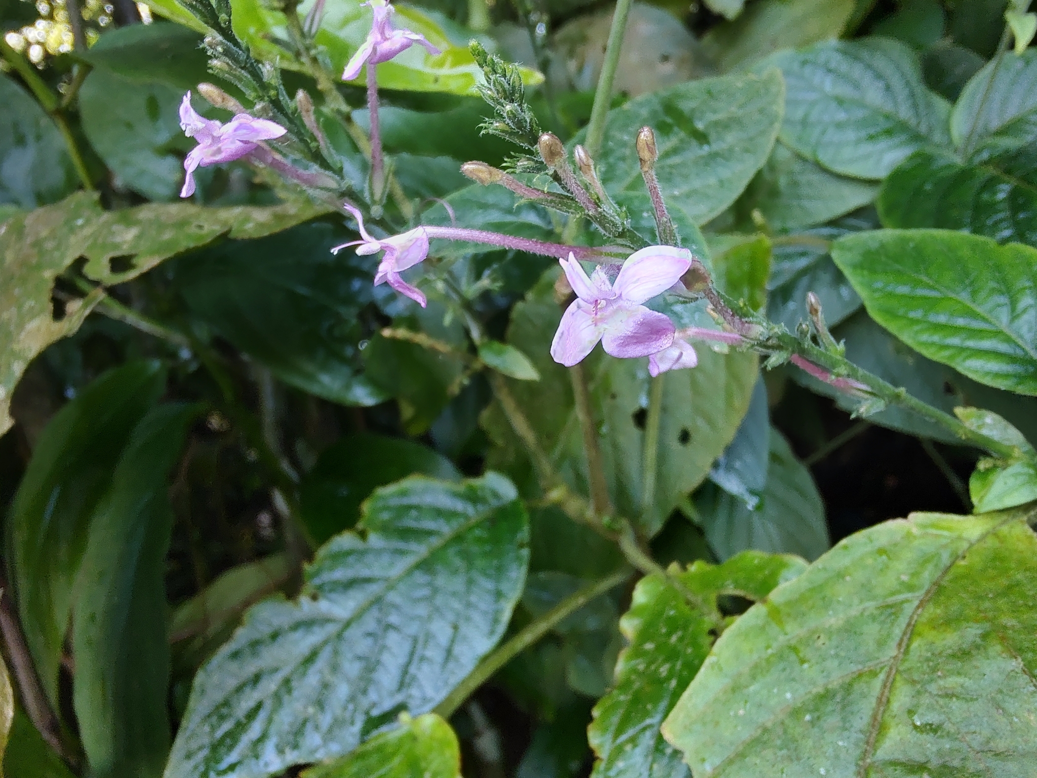 Pachystachys dubiosa