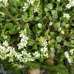Cochlearia officinalis