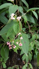 Koenigia campanulata