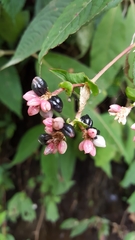 Koenigia campanulata